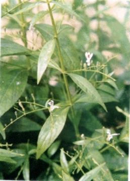 Andrographis Paniculata Extract